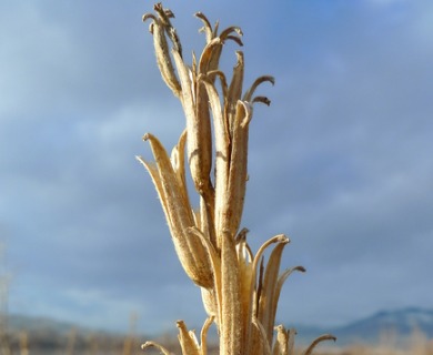 Oenothera villosa