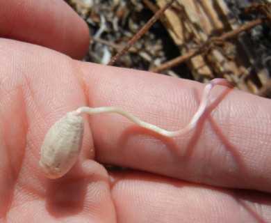 Okenia hypogaea