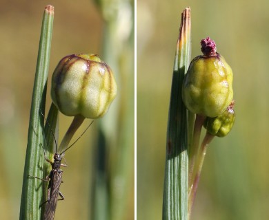 Olsynium douglasii