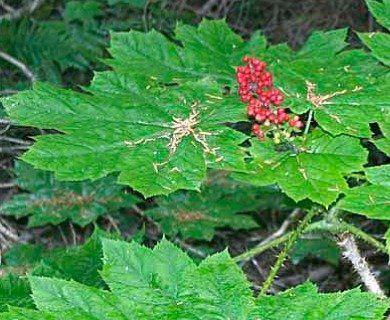 Oplopanax horridus