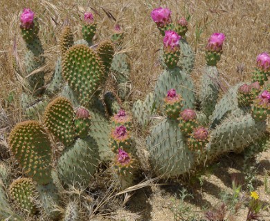 Opuntia basilaris