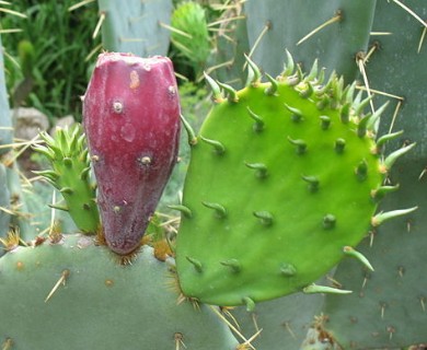 Opuntia humifusa