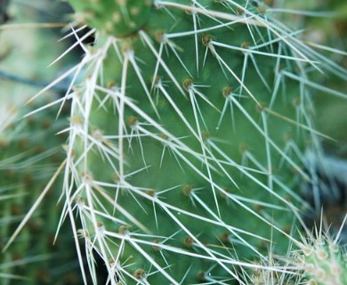 Opuntia polyacantha