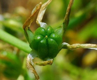 Ornithogalum umbellatum