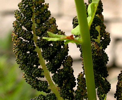 Osmunda claytoniana