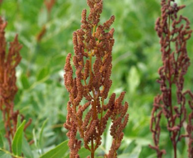 Osmunda spectabilis