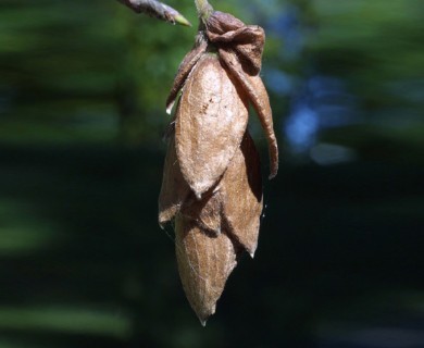 Ostrya virginiana