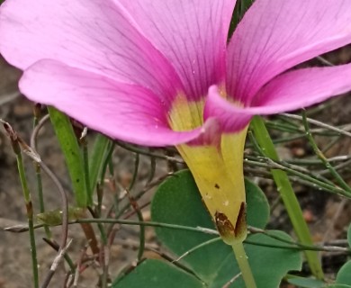 Oxalis purpurea