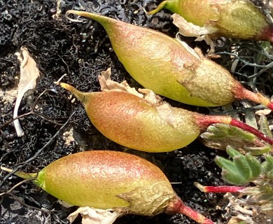 Oxytropis huddelsonii