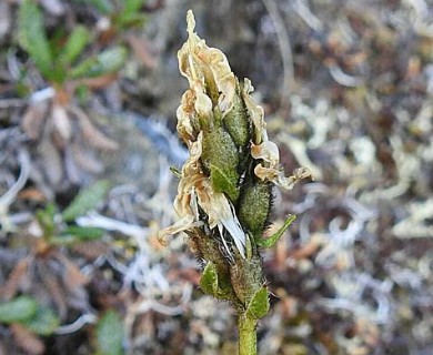 Oxytropis maydelliana