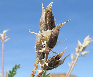 Oxytropis monticola