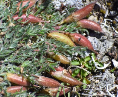 Oxytropis nigrescens