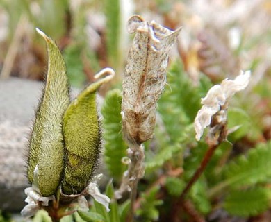 Oxytropis scammaniana