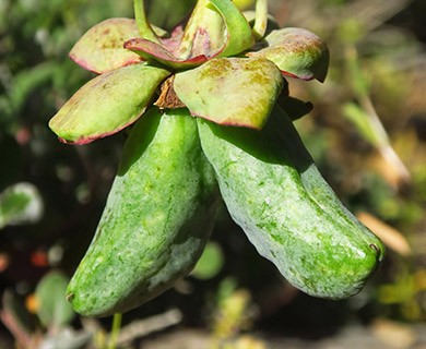 Paeonia brownii