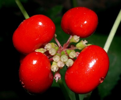 Panax quinquefolius