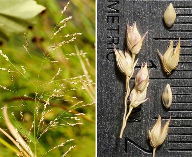 Panicum virgatum