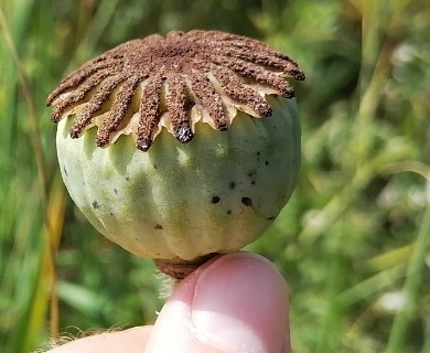Papaver orientale