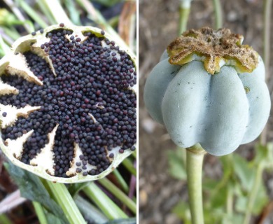 Papaver somniferum