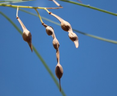 Parkinsonia aculeata