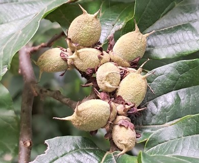 Parrotia persica
