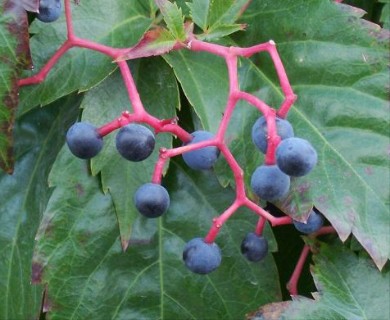 Parthenocissus quinquefolia