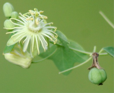 Passiflora lutea