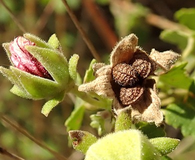 Pavonia hastata