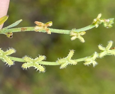 Pectocarya anisocarpa
