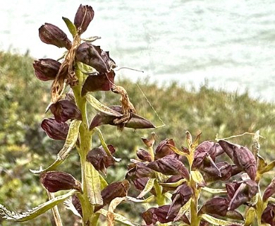 Pedicularis lapponica