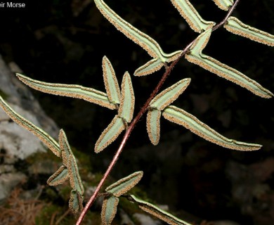 Pellaea atropurpurea