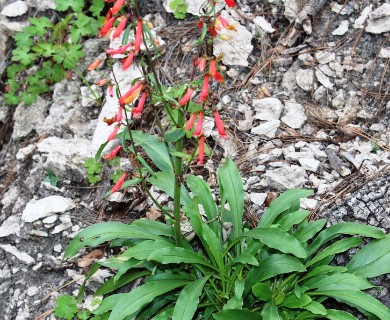 Penstemon barbatus