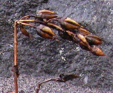 Penstemon cardwellii