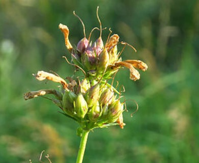 Penstemon euglaucus