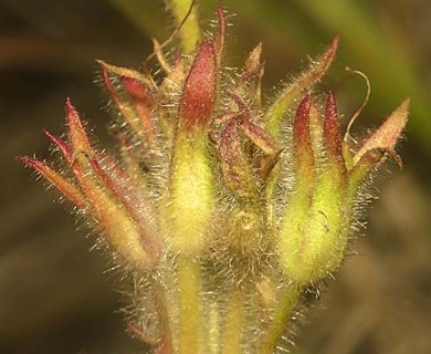 Penstemon gormanii