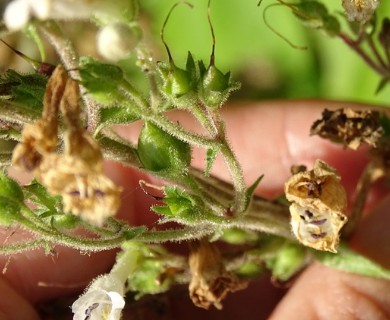 Penstemon pallidus