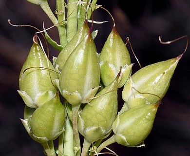 Penstemon perpulcher