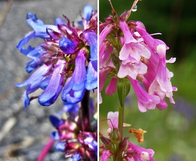 Penstemon procerus