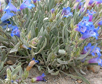 Penstemon pumilus
