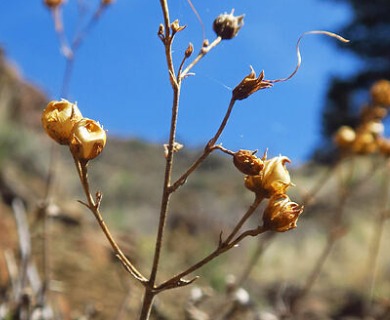 Penstemon richardsonii