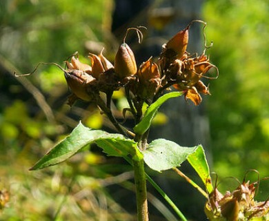 Penstemon serrulatus