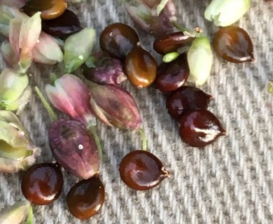 Persicaria extremiorientalis