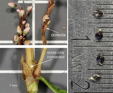 Persicaria hydropiperoides