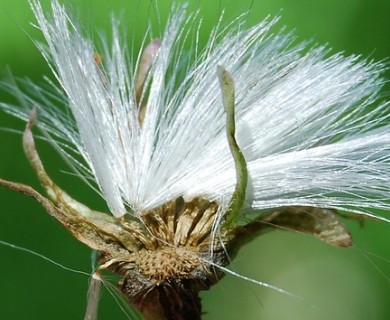 Petasites frigidus