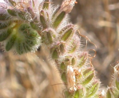 Phacelia hastata