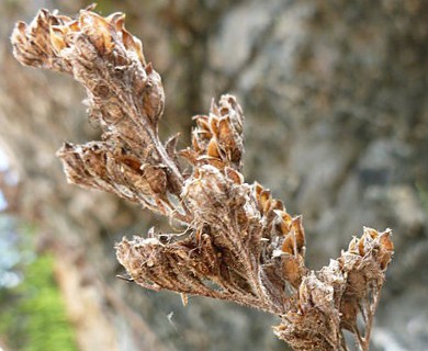 Phacelia sericea