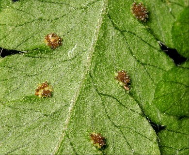 Phegopteris hexagonoptera