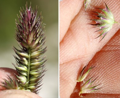 Phleum alpinum