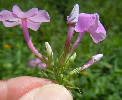 Phlox paniculata