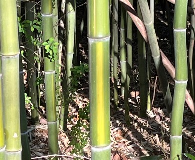 Phyllostachys aureosulcata
