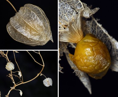 Physalis crassifolia